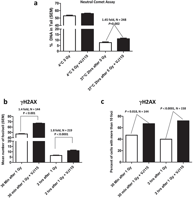 Inhibition of Enox1 impairs repair of DNA double strand breaks.