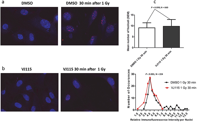 Exposure to VJ115 reduces 53BP1 accumulation at sites of DNA double strand breaks.
