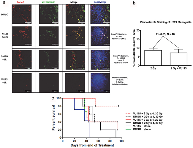 VJ115 radiosensitizes tumor vasculature and increases the survival of HT-29 tumor-bearing mice.