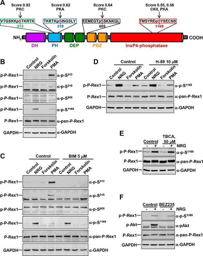 Regulation of P-Rex1 phosphorylation sites by different stimuli.