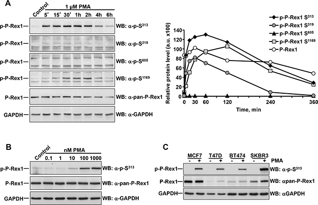 Dose-response and time-course of the effect of PMA on P-Rex1 phosphorylation.