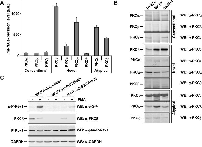 PKC&#x03B4; knockdown reduces the phosphorylation of PMA-stimulated P-Rex1 pS313.