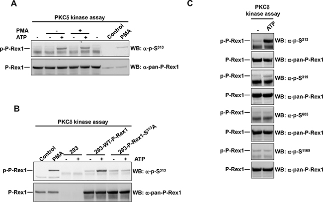 PKC&#x03B4; phosphorylates P-Rex1 at Ser313.