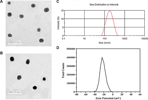TEM and DLS characterization of the NPs.