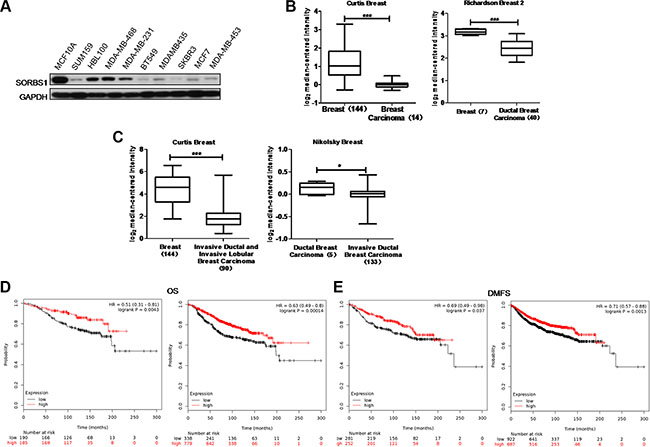 SORBS1 is present at a lower level in human breast cancer.