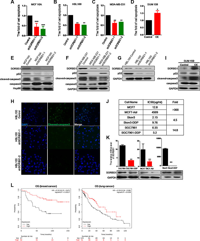 SORBS1 promotes cisplatin-related drug sensitivity in breast cancer cells.