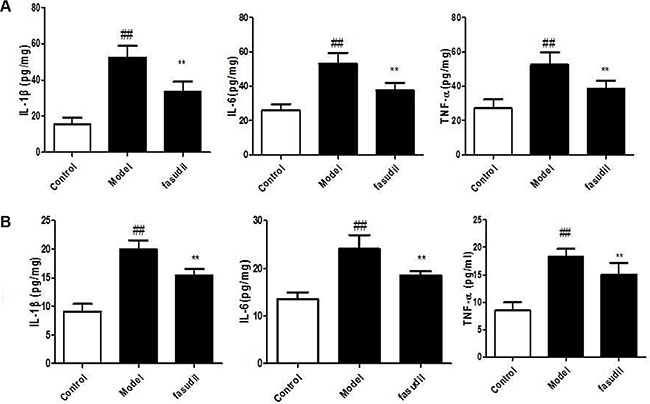 Fasudil inhibited the cigarette smoke-induced elevation of cytokines in serum (A) and hippocampus (B).