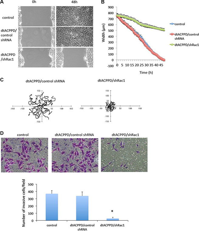 Motility of colorectal cancer cells after treatment with dtACPPD /shRNA nanoparticles.
