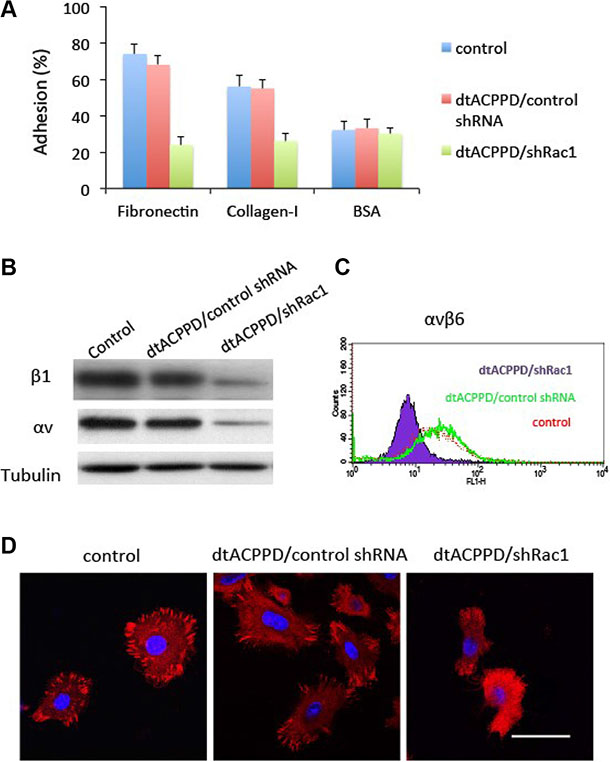 Adhesion of colorectal cancer cells after treatments with dtACPPD/shRNA nanoparticles.