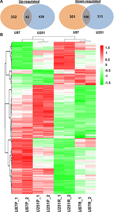 Distinct gene expression profiles of parental and TMZ-resistant glioblastoma cells.