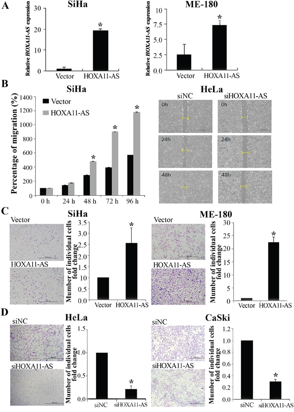 Homeobox A11 antisense lncRNA promotes cell migration and invasion.