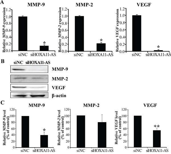 Knockdown of HOXA11-AS decreases MMP-9, MMP-2, and VEGF expression in cervical cancer cells.