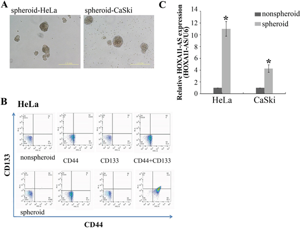 Sphere formation increased the CD133+/CD44+ cancer stem cell subpopulation and HOXA11-AS expression in cervical cancer cell lines.