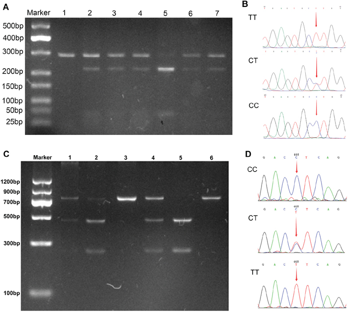 PCR-RFLP and sequencing assay for analyzing the -1535C>T and -3187G>A polymorphisms.