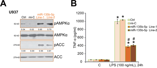 miR-135b-5p activates AMPK signaling and inhibits LPS-induced TNF&#x03B1; production in human macrophages.
