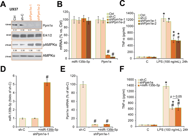 Ppm1e shRNA knockdown activates AMPK and inhibits LPS-induced TNF&#x03B1; production in human macrophages.