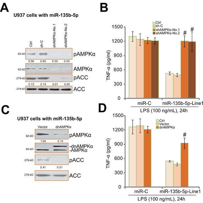 AMPK activation is required for miR-135b-5p&#x2019;s inhibition on LPS-induced TNF&#x03B1; production.