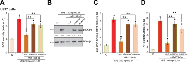 miR-135b-5p inhibits LPS-induced ROS production, NF&#x03BA;B activation and TNF&#x03B1; mRNA expression.