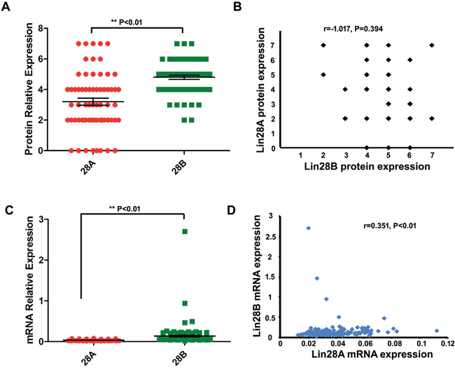 Comparison and correlational analysis of the expression of Lin28A and Lin28B in colon cancer samples.