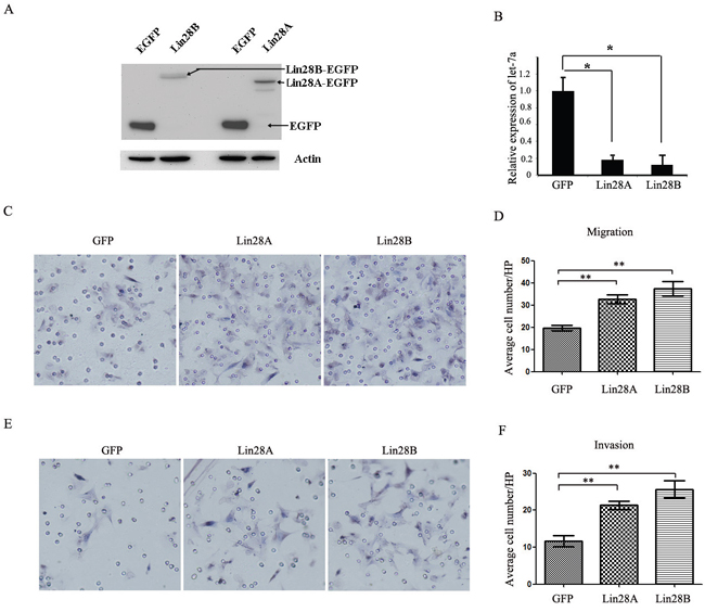 Both Lin28A and Lin28B promote the migration and invasion of HCT116 cells.