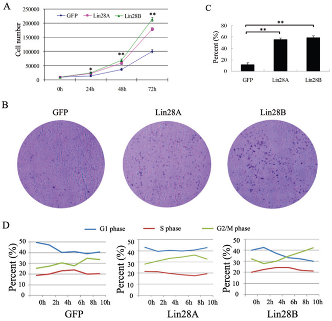 Both Lin28A and Lin28B promote the proliferation of HCT116 cells.