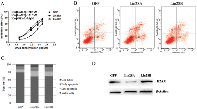 Both Lin28A and Lin28B enhance the apoptosis of HCT116 cells induced by 5-Fu.