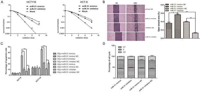 Up- or down-regulation of miR-31 in CAFs regulated the radiosensitivity and X-ray-induced apoptosis of co-cultured CRC cells.