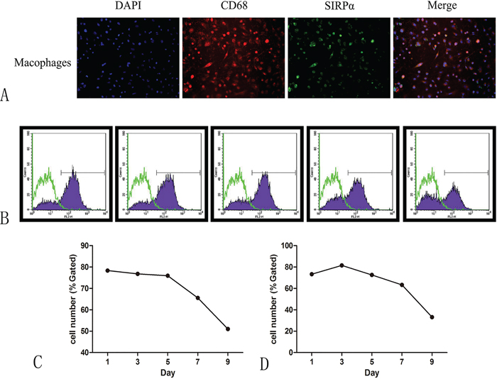 The expression of SIRP&#x03B1; on macrophages after co-culture with the supernatant of oral cancer.