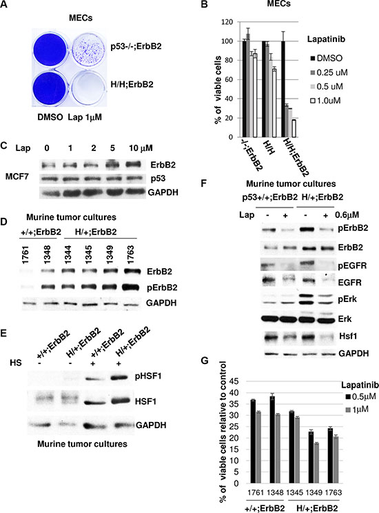 Mutant p53 sensitizes cells to lapatinib.