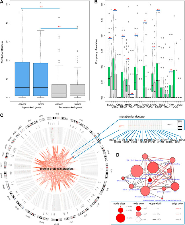Top ranked predicted cancer candidate genes exhibit higher mutation frequency across cancers.