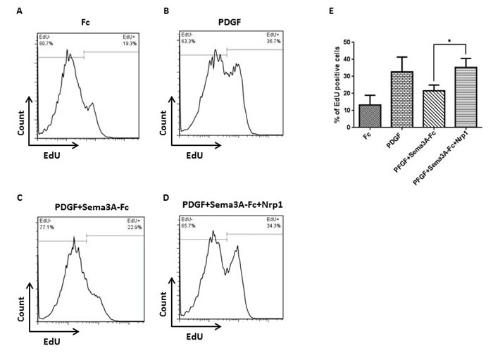 Nrp1-mediated fashion of Sema3A effect on HASMC proliferation.