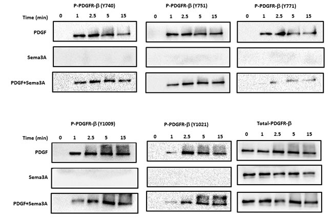 Sema3A inhibits PDGFR phosphorylation in HASMC.