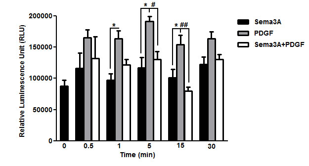 Suppression of PDGF-induced Rac1 GTPase activity by Sema3A in HASMC.