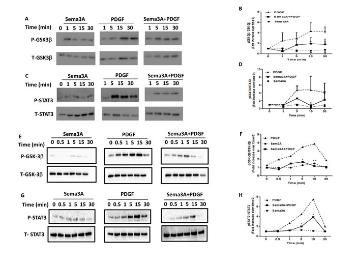 GSK-3&#x3b2; and STAT3 signaling pathways downstream of Sema3A anti-proliferative effect on HASMC isolated from healthy and asthmatics individuals.