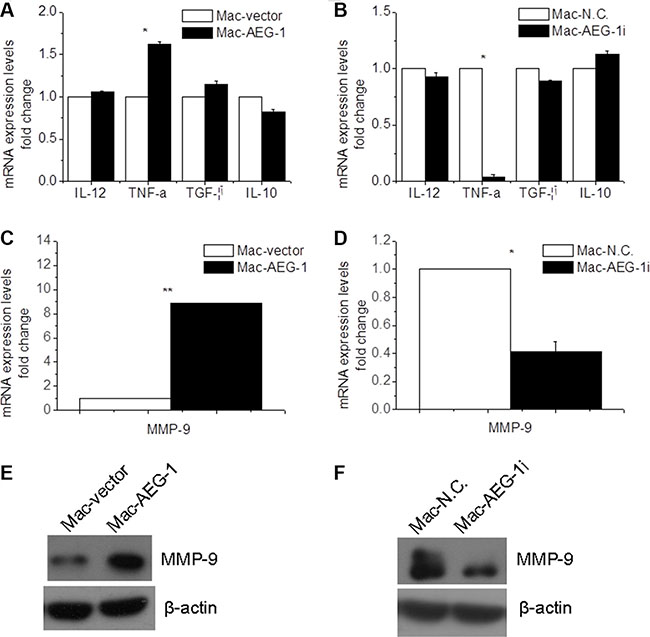 AEG-1 up-regulated MMP-9 expression in macrophages.