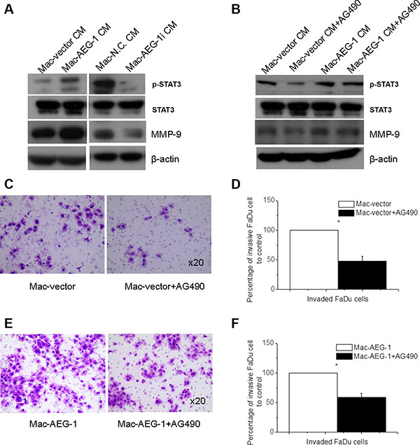 STAT3 activation in FaDu cells was responsible for macrophage AEG-1-induced increased MMP-9 expression and invasion ability of FaDu cells.