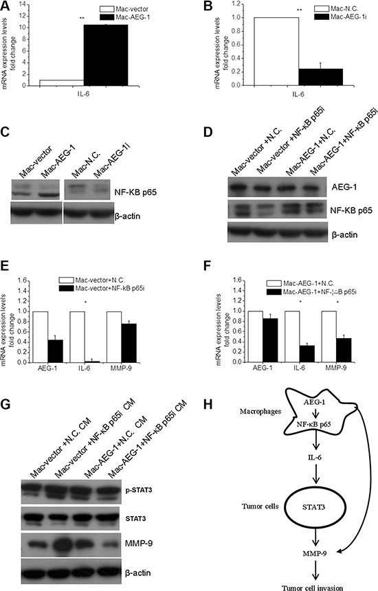 NF-&#x03BA;B p65 was involved in macrophage AEG-1-mediated up-regulation of IL-6 and MMP-9 in macrophages.