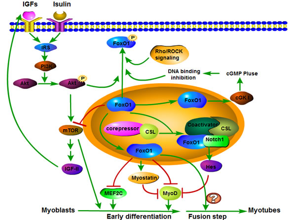 FoxO1 signaling pathway involved in skeletal muscle differentiation.
