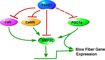 Mechanisms of FoxO1 in the regulation of slow skeletal muscle fiber gene expression.