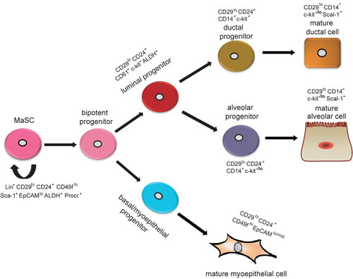 Hypothetical model of mammary epithelial hierarchy and markers of prospectively identified subsets in the mouse mammary gland.