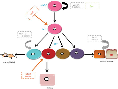 Main regulators of MaSCs in different signaling pathways.