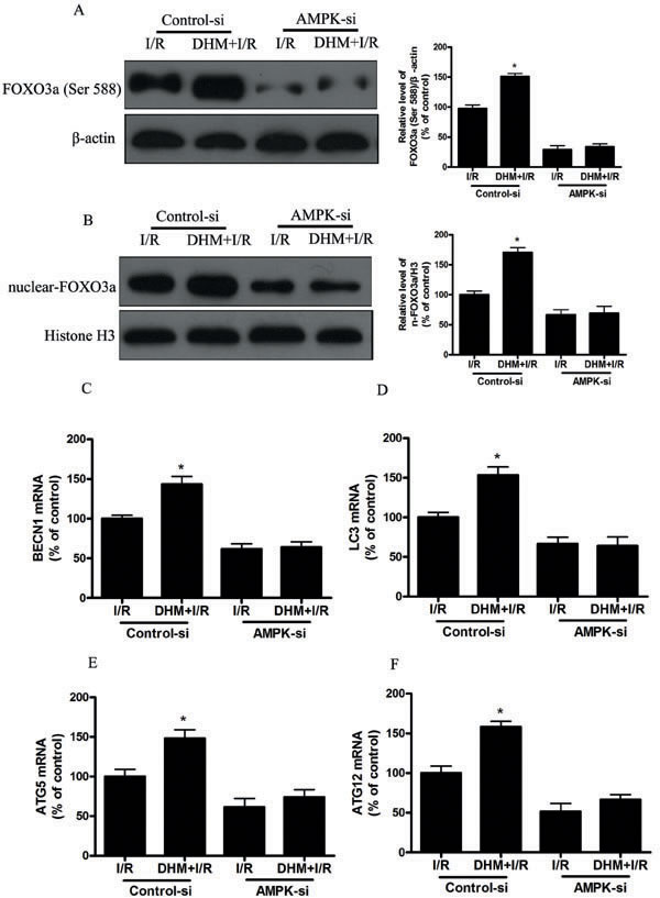 AMPK is involved in DHM-induced FOXO3a -dependent autophagy.