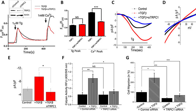 TRPC1 is involved in TGF&#x03B2; induced EMT.