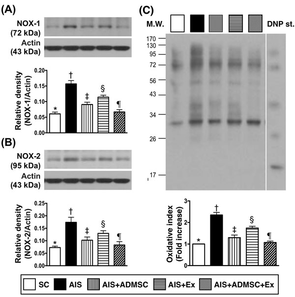 Protein expression of oxidative stress biomarkers in brain infarct region by day 60 after AIS (