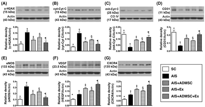 Protein expressions of DNA-damaged and mitochondrial-damaged markers and angiogenesis markers in brain infarct zone by day 60 after AIS (