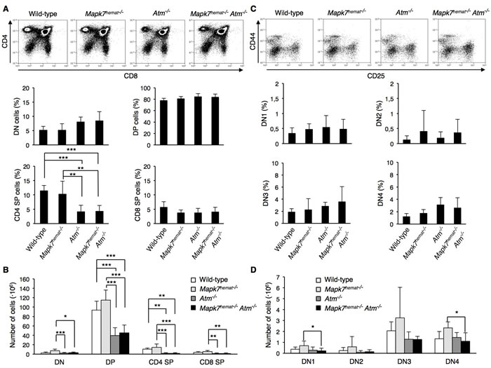 Equivalent thymic cellular distribution in