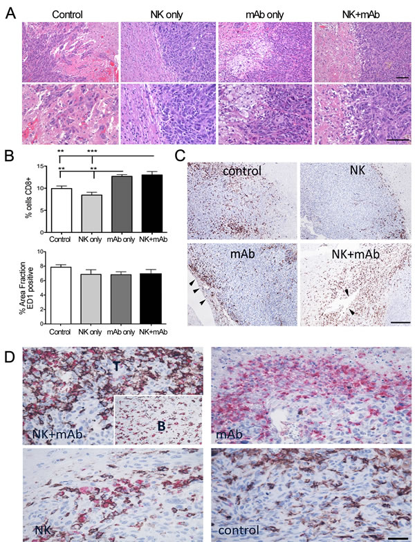 Differential macrophage/microglia phenotypes in response to treatment in U251-NG2 tumours.