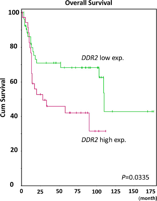 Kaplan-Meier plot generated from GSE31684 reveals the prognostic significance of DDR2 expression level for the overall survival of urothelial carcinoma by comparing 37 cases with high DDR2 expression and 56 with low expression (P = 0.0335).