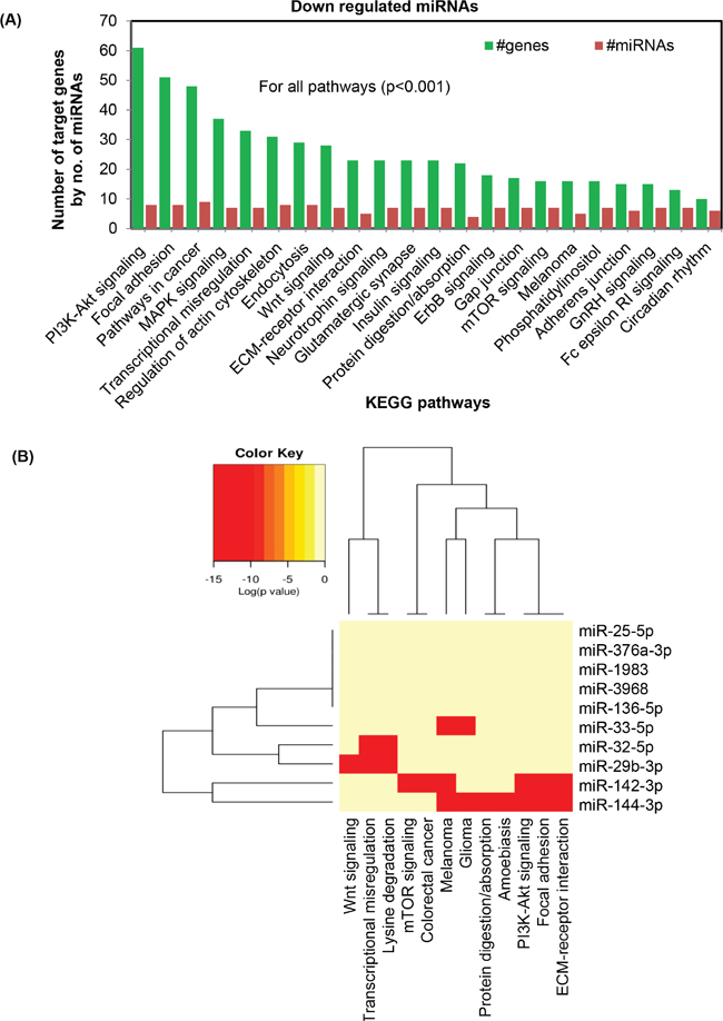 Bioinformatics analysis of differentially expressed miRNAs following chronic UVR exposure in the skin of SKH1 mice.