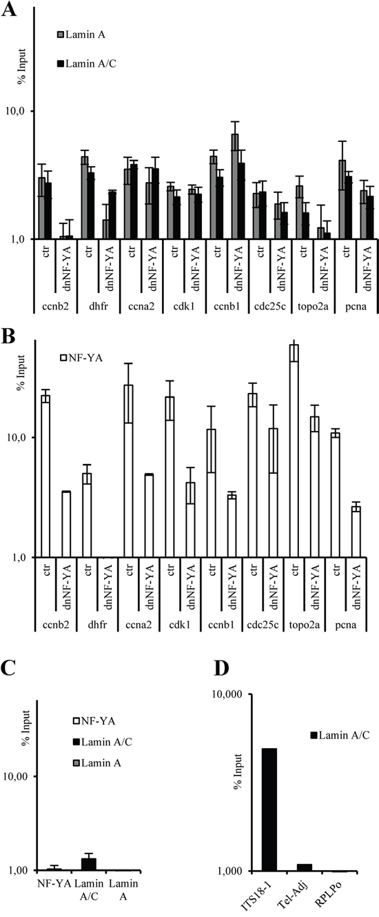 ChIP-qPCR analysis on CCNB2, DHFR, CCNA2, CDK1, CDC25C, TOPO2A, and PCNA promoters with anti-lamin A/C and lamin A antibodies A. and anti-NF-YA antibody B. using mock transfected (ctr) and a dominant negative NF-Y (dnNF-YA) transfected SW480 cells.